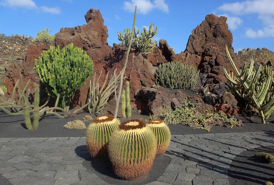 Part of the Jardín de Cactus, Guatiza, Lanzarote, Canary Islands, Spain.