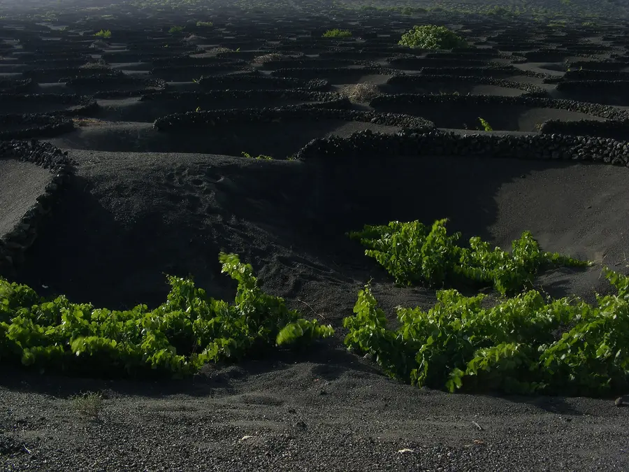 Vines growing in black volcanic soil at La Geria, Lanzarote