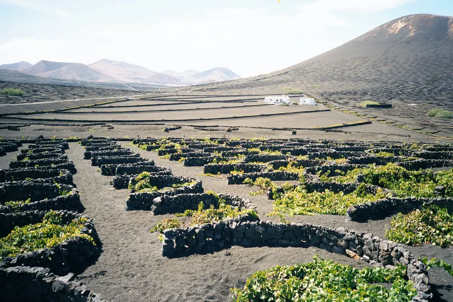 Stone walls are protecting the wine plants in the dry lava fields of La Geria, Lanzarote, Canary Islands.
