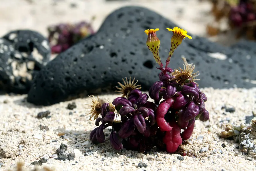 Senecio leucanthemifolius on the beach close to Órzola on Lanzarote, The Canary Islands, Spain