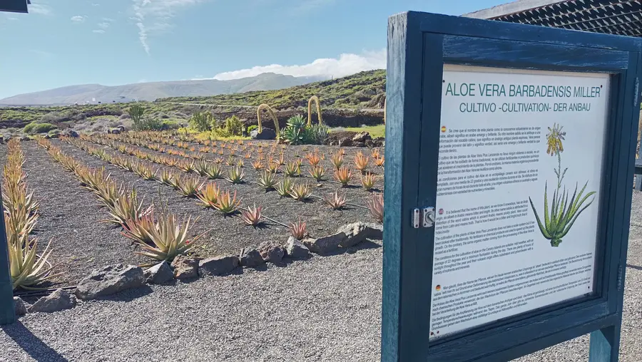 Aloe vera field at the Museo de Aloe de Lanzarote, Punta Mujeres