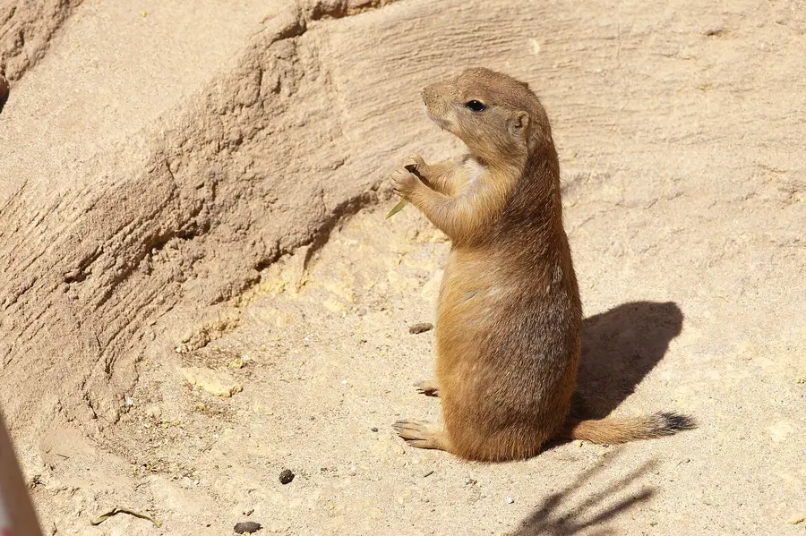 Cynomys ludovicianus, Rancho Texas Park, Tías, Lanzarote, the Canary Islands, Spain