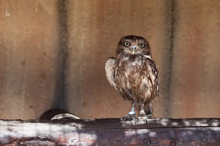 Athene noctua, Rancho Texas Park, Tías, Lanzarote, Canary Islands, Spain