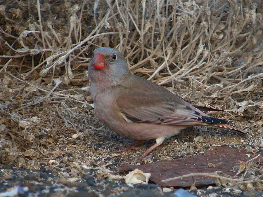 A Trumpeter Finch in Salinas de Janubio, Lanzarote, Canary Islands, Spain.
